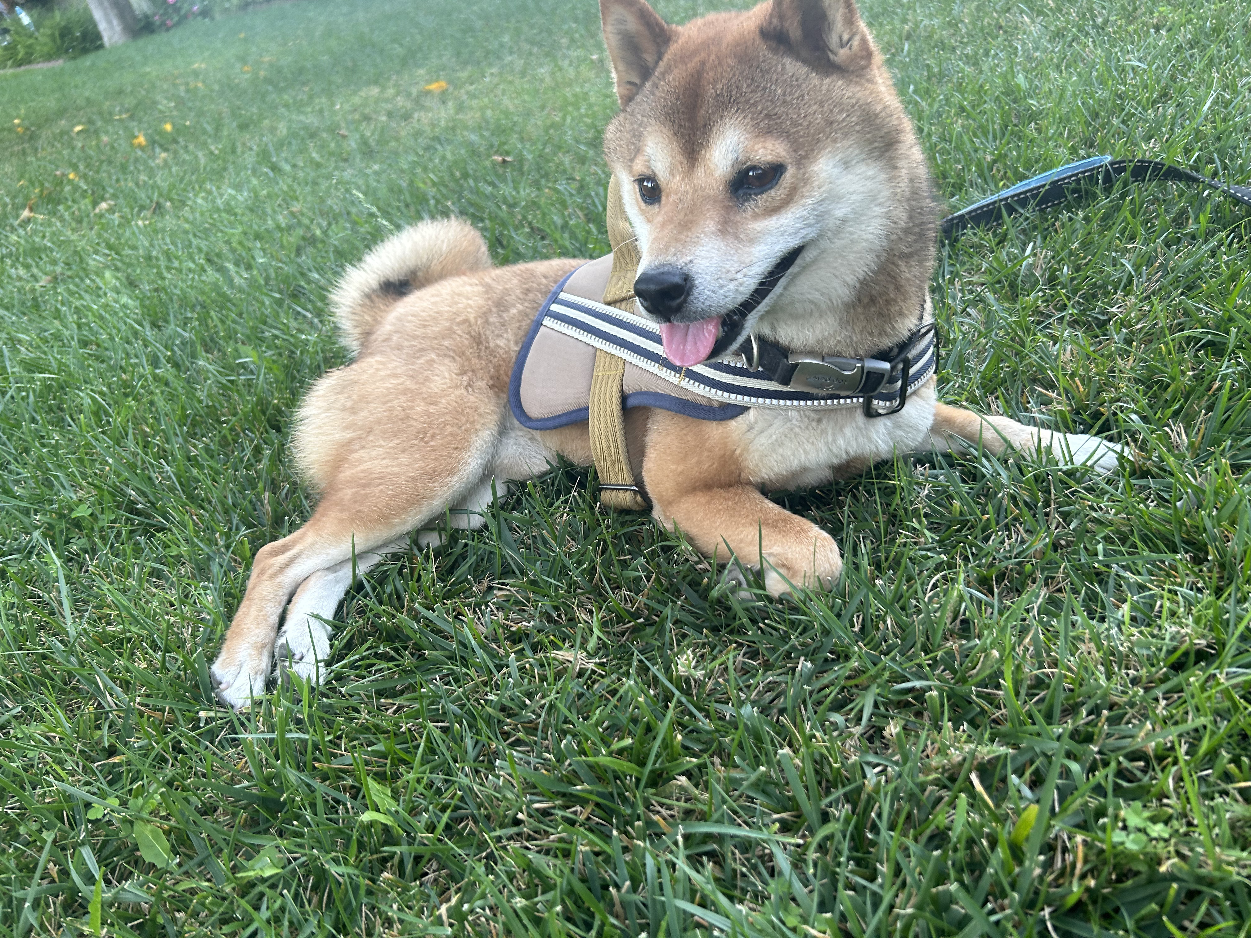 Buddy